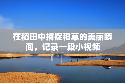 在稻田中捕捉稻草的美丽瞬间，记录一段小视频